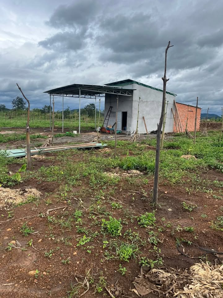 Đất nông nghiệp 3ha tại xã Ea H'Leo, Đắk Lắk - Cơ hội đầu tư tuyệt vời!