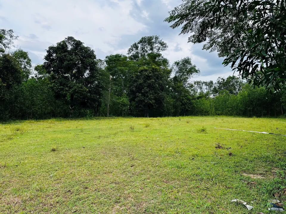 Đất trồng cây 1500m² tại Bình Thành, Tây Sơn - Giá chỉ từ 1xx triệu VND, sổ đỏ chính chủ!