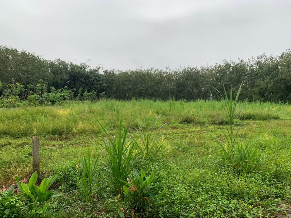 Đất thổ cư 400m² ấp Rộc, Thạnh Đức, Gò Dầu - Giá 49.845 tỷ, cơ hội đầu tư lớn!