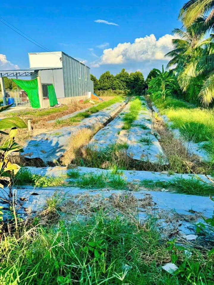 Đất thổ cư mặt tiền đường Huyện 31b, Bình Phước, Mang Thít 205m² - Giá chỉ 560 triệu!