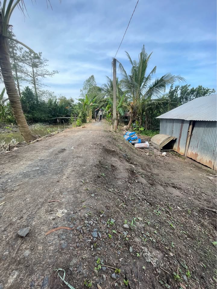 Đất trồng cam 3900m² tại Bình Ninh, Tam Bình - Giá chỉ 200 triệu!