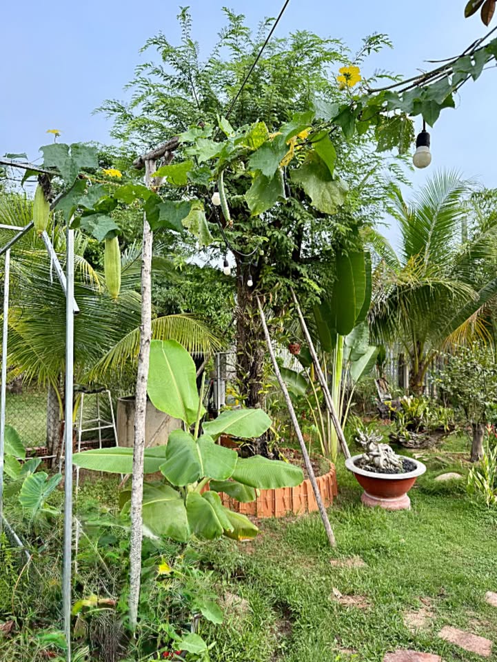 Đất nền Định An, Dầu Tiếng 1100m² giá 400 triệu - Sổ đỏ chính chủ, bán nhanh!