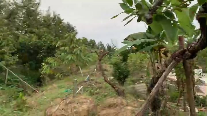 Đất vườn 940m² tại Ấp 14, Cai Lậy giá chỉ 500 triệu - Tiện ích đầy đủ!