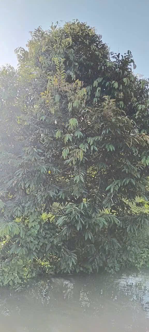 Đất vườn An Hữu 16.000m² giá 2.4 tỷ - Tiềm năng đầu tư sinh lời!