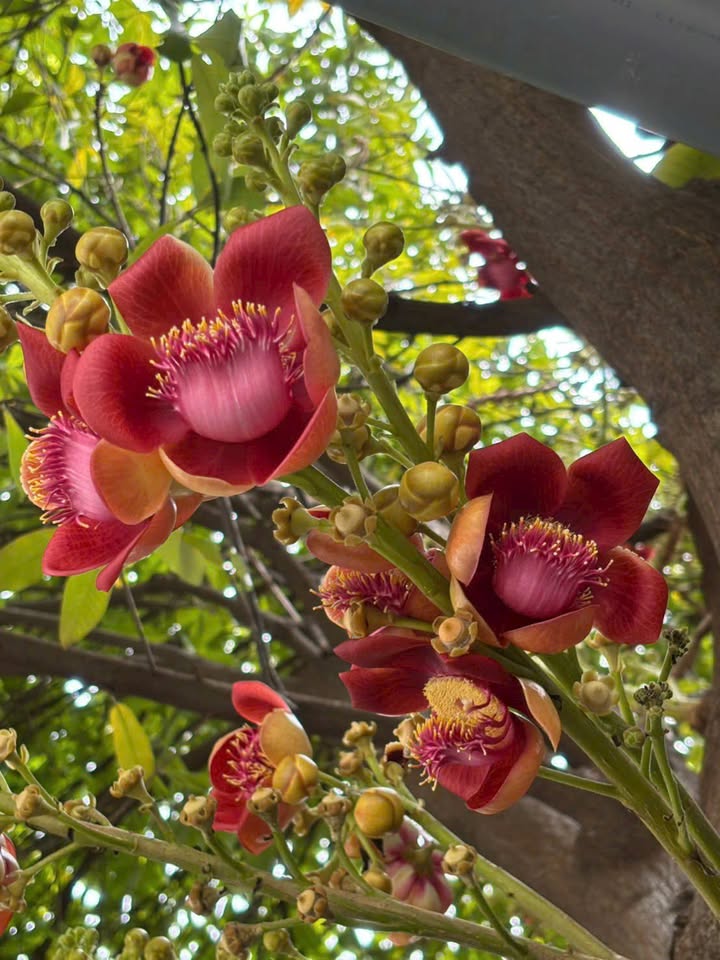 Nhà cho thuê đường Phạm Thế Hiển, quận 8 - Diện tích 20m² chỉ 2.5 triệu/tháng!