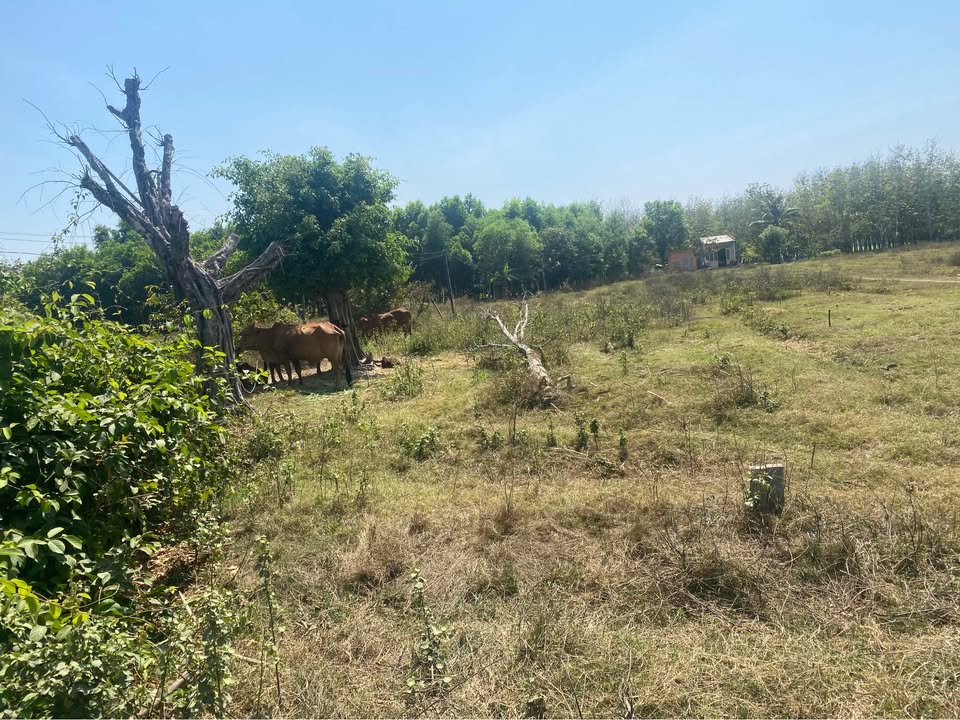 Đất Long Phước, Bến Cầu, Tây Ninh 2.650m² chỉ 950 triệu - Cơ hội đầu tư tuyệt vời!