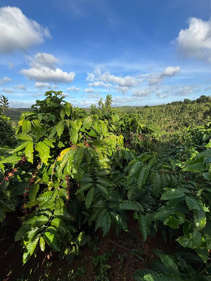 Đất ở Đắk Rtíh, Tuy Đức 14,000m² giá 1.6 tỷ - Sổ đỏ chính chủ!