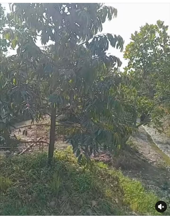 Đất Farm 9 công sầu riêng Monthon tại Mỹ Hội, Cái Bè - Giá chỉ 7.2 tỷ!