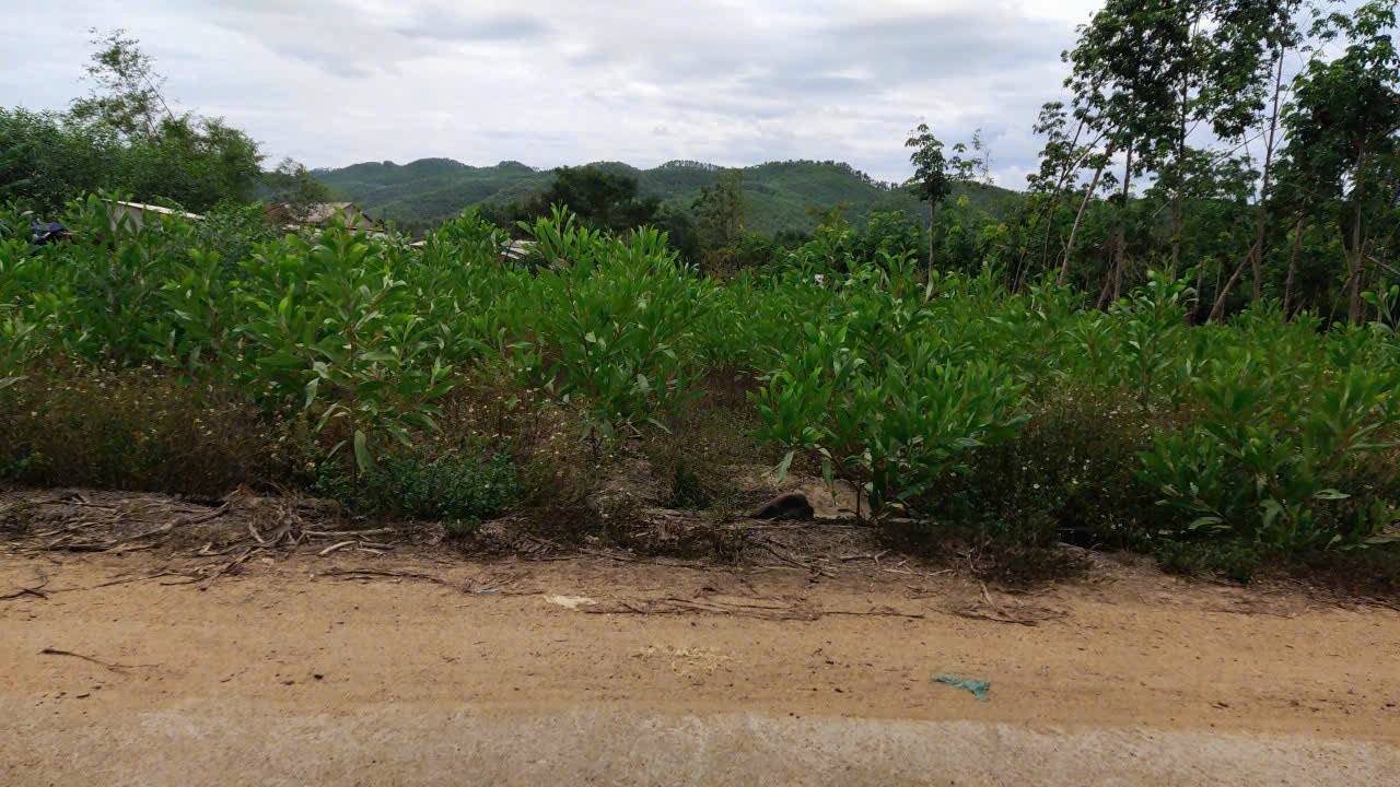 Đất nền Phong Mỹ, TX Phong Điền 1456m² giá chỉ 1 tỷ - Đầu tư sinh lời ngay!