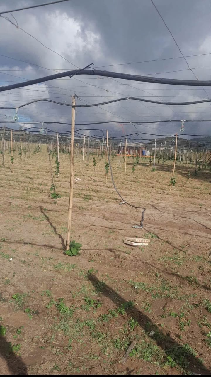 Đất Ka Đơn Đơn Dương 12000m² giá 450 triệu - Pháp lý rõ ràng, sổ đỏ chính chủ!