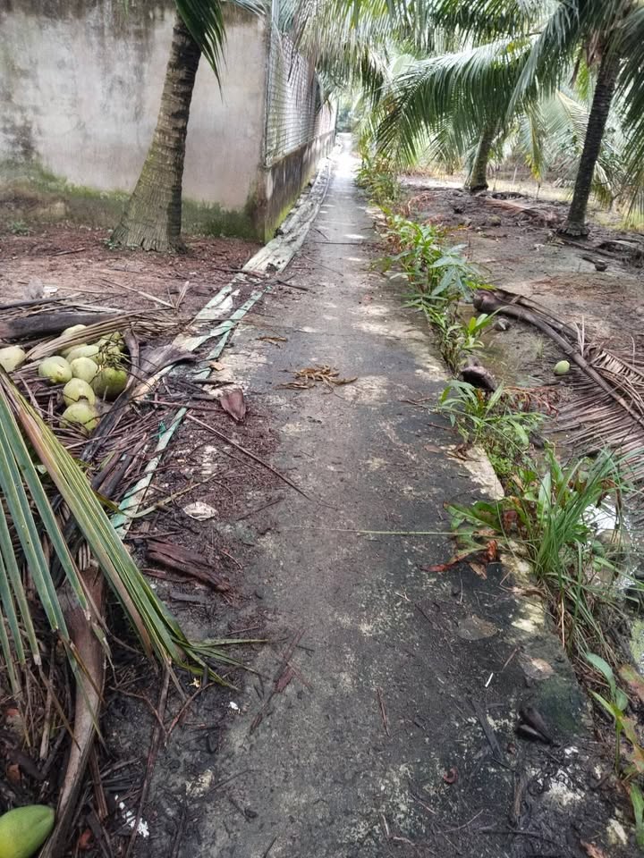 Đất nền Châu Hưng, Bình Đại, Bến Tre 1687m² giá 850 triệu - Đầu tư sinh lời ngay!