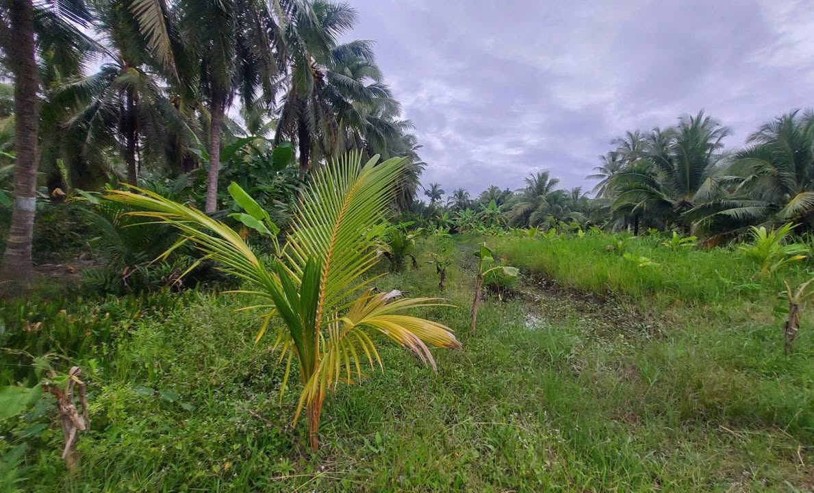 Đất vườn phường An Hội, Vĩnh Long 1327m² giá 980 triệu - Cần bán gấp!