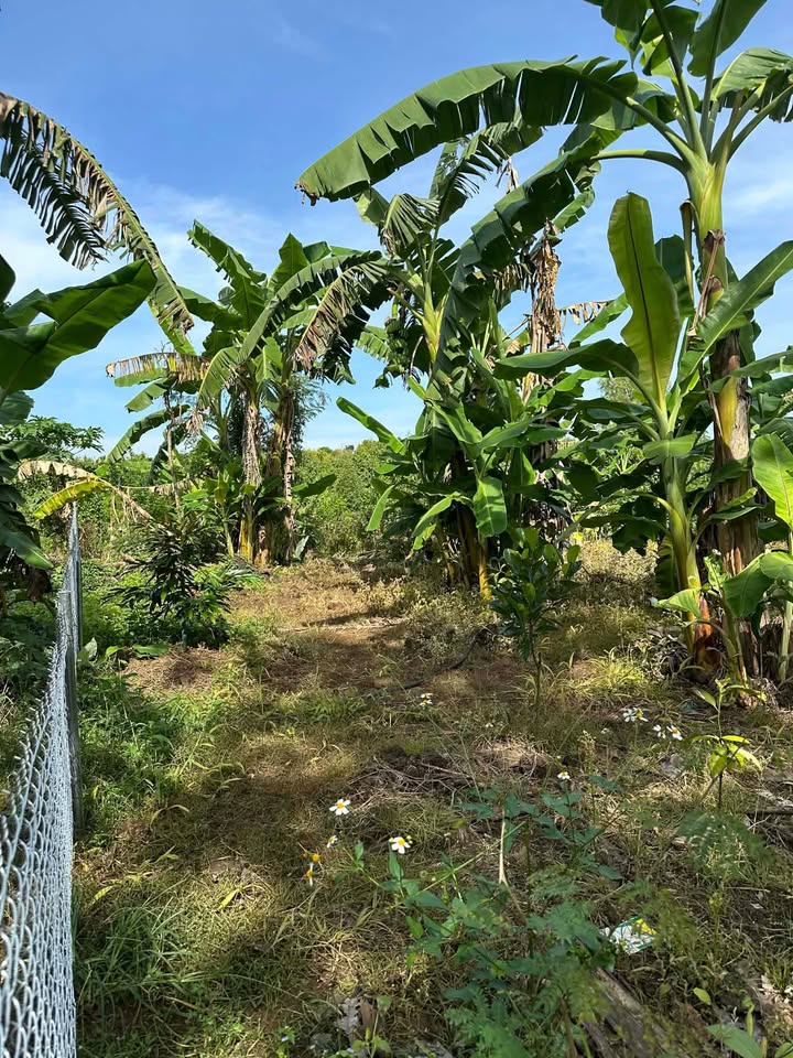 Đất nền 1 sào xã Phú Thanh, Định Quán - Giá 680 triệu, đầu tư sinh lời!