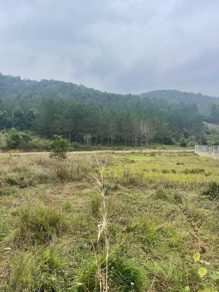 Đất thổ cư Mường Sang Mộc Châu 1791m² giá 4.48 tỷ - View rừng thông tuyệt đẹp!