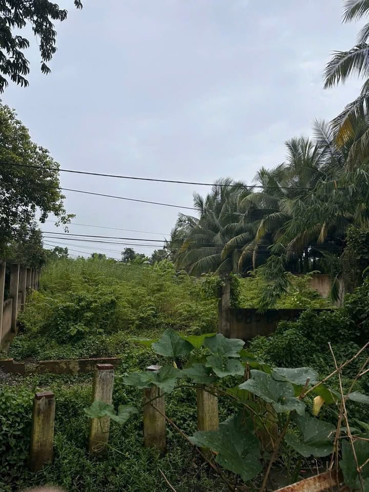 Đất mặt tiền đường 176, Bình Mỹ, Củ Chi 969m² giá 12.5 tỷ - Vị trí đẹp, kinh doanh thuận lợi!