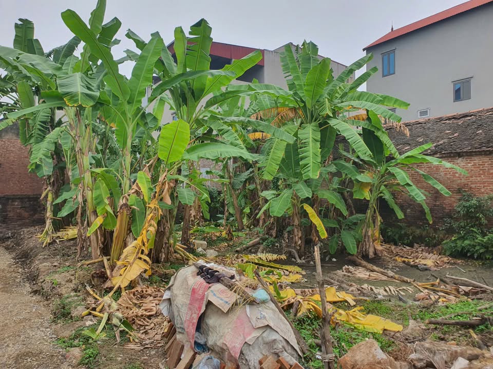 Đất nền Thụy Lâm, Đông Anh 180m² giá 2.5 tỷ - Mặt tiền rộng, khu dân cư đông đúc!