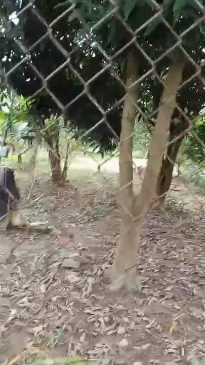 Đất vườn 600m² tại Sài Sơn, Quốc Oai - Vị trí đẹp, giá thương lượng!