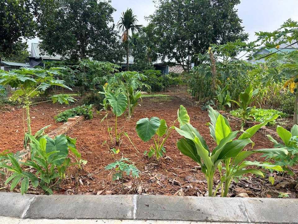 Đất nền Bình Yên Thạch Thất 61m² giá 1 tỷ - Cơ hội đầu tư hấp dẫn!