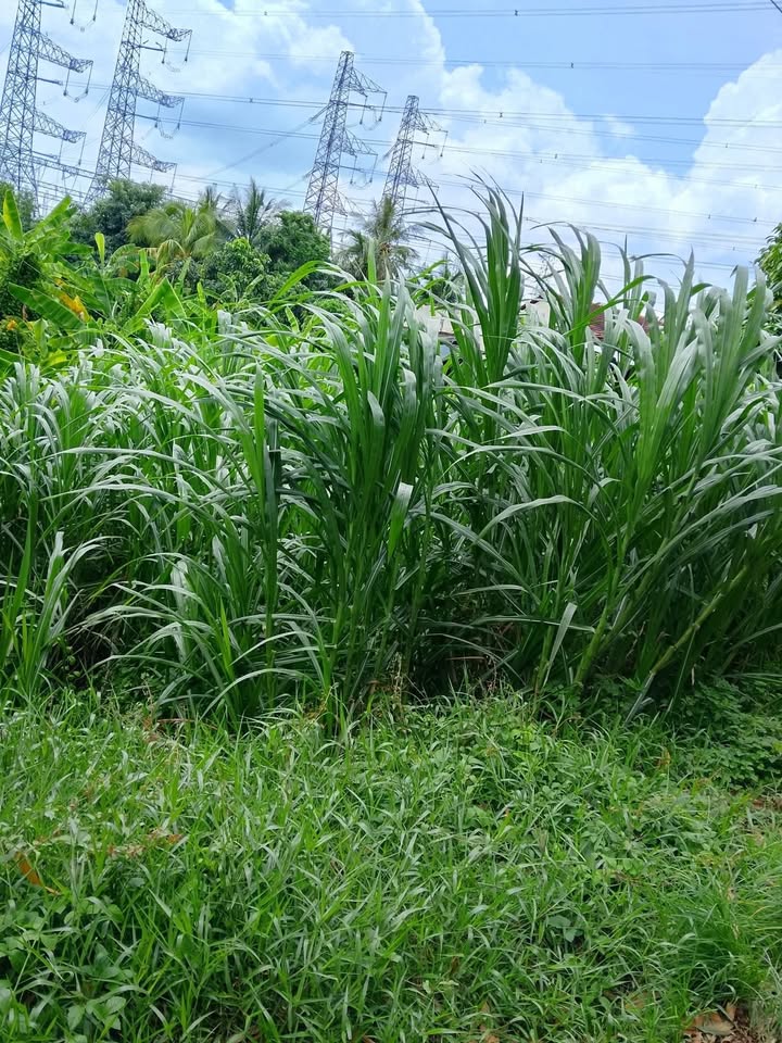 Đất mặt tiền Tỉnh Lộ 874 - Tiền Giang 1559m² - Tiềm năng kinh doanh lớn!