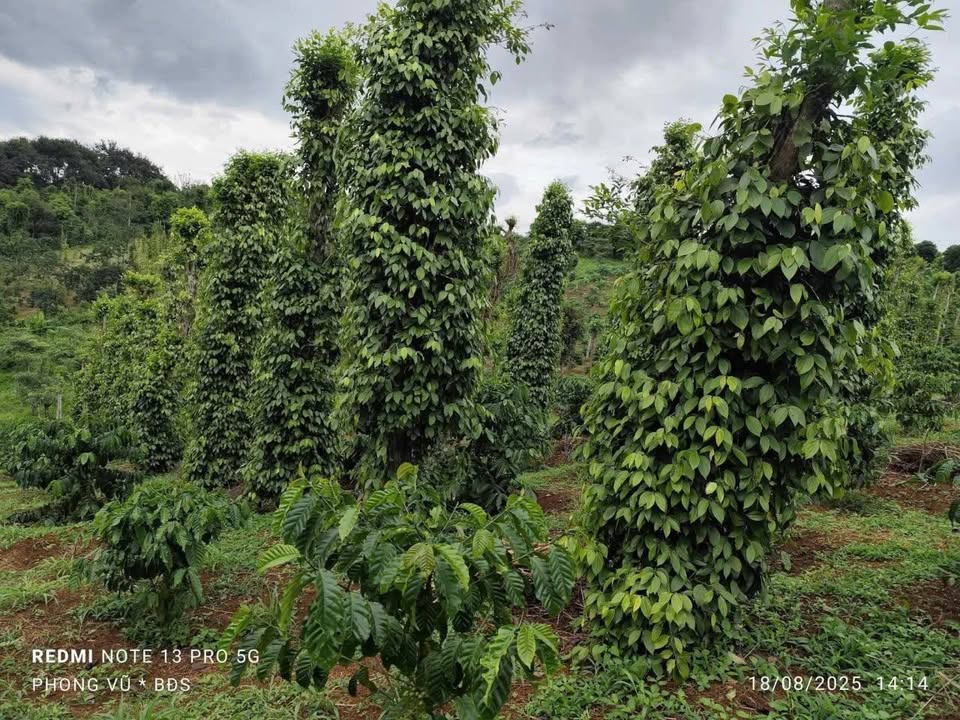 Đất nền 1 ha tại Đông Gia Nghĩa, Đắk Nông - Sổ hồng chính chủ, mặt đường nhựa lớn