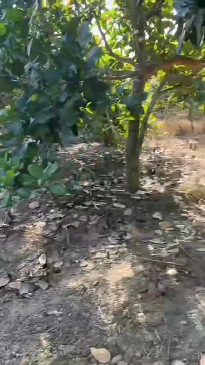 Đất nông nghiệp 2ha mặt đường tại Tân Lập, Bù Đốp - Giá chỉ 894 triệu!