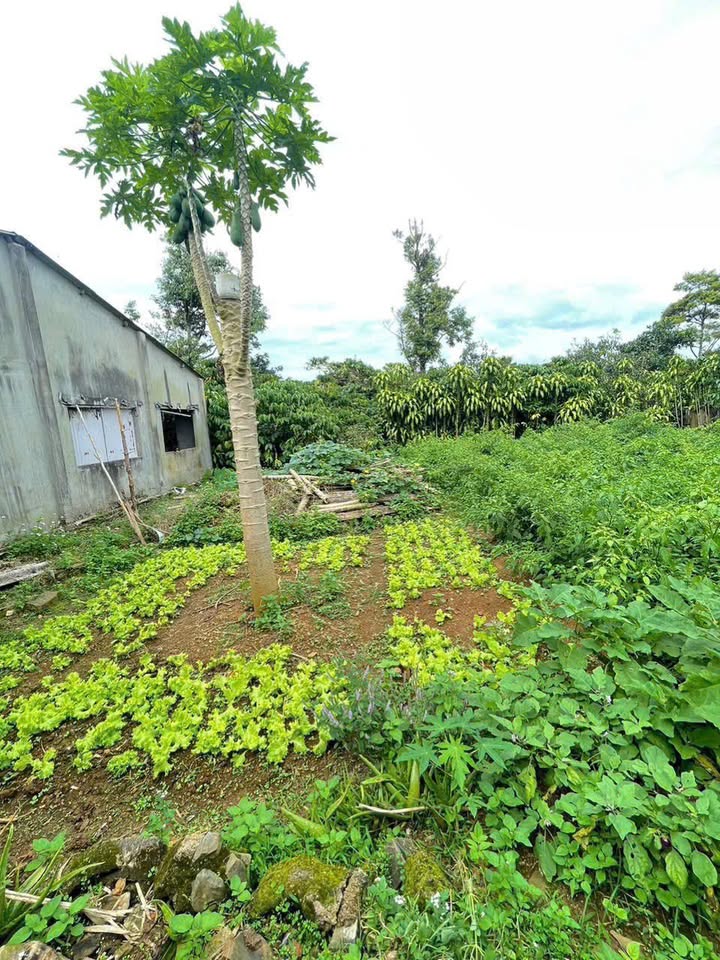 Đất nền Hẻm 106 Nguyễn Tri Phương, Bảo Lộc 483m² - Đầu tư sinh lời hấp dẫn!