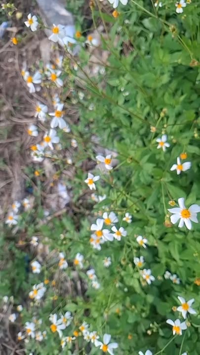 Đất nền khu phố Bầu Trâm, phường Long Khánh 110m² giá 990 triệu - Cơ hội đầu tư tuyệt vời!