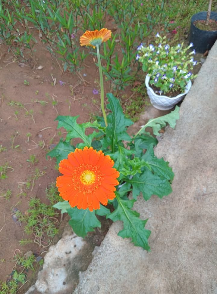 Đất nông nghiệp 1ha tại Cư Mốt, Ea H'leo - Giá chỉ 1.2 tỷ, tiềm năng phát triển cao!