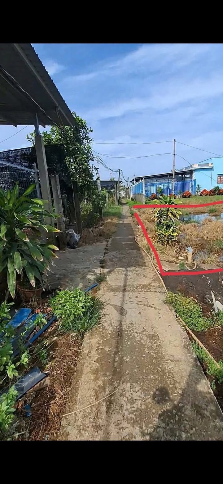 Đất Lúa 1.000m² tại Mỹ Lộc, Cần Giuộc - Chuyển thổ cư, giá chỉ 1.2 tỷ!