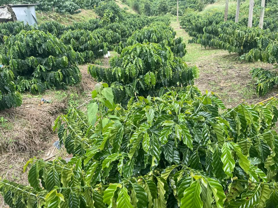 Đất nông nghiệp tại xã Quảng Hòa, Đắk Glong 3 hecta chỉ 1.2 tỷ - Cơ hội đầu tư hấp dẫn!