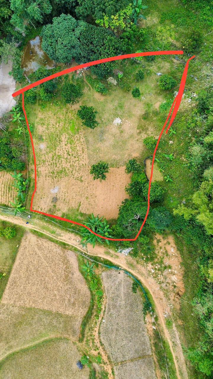 Farm nghỉ dưỡng Xóm Sung Mùi, Tân Lạc 1.500m² - Tiềm năng đầu tư vượt trội!