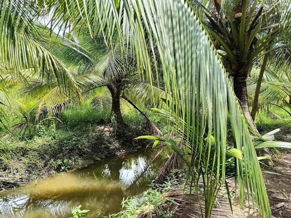 Đất vườn dừa tại ấp Phú Thọ II, Tiểu Cần 4200m² giá chỉ 300 triệu - Cơ hội đầu tư tuyệt vời!