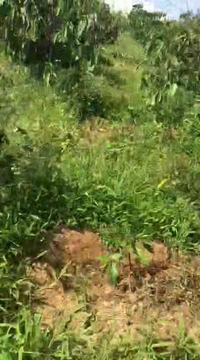 Đất Farm 16.000m² tại Nam Đà, Krông Nô - Giá chỉ 700 triệu, điện nước đầy đủ!