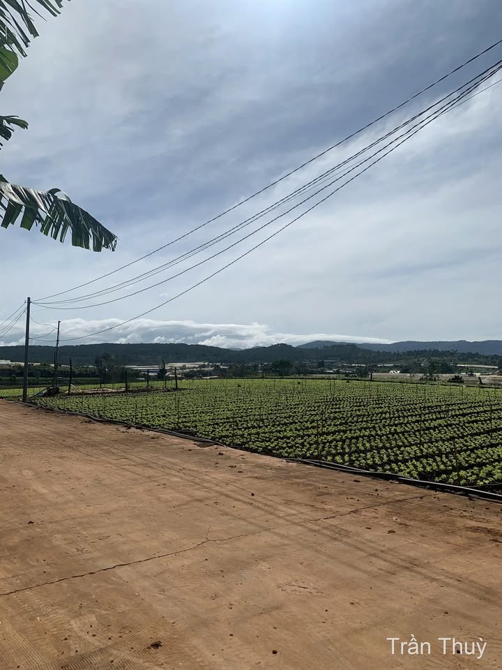 Đất nền Đạ Ròn Đơn Dương 648m² giá 1.55 tỷ - Tiềm năng tăng giá cao!