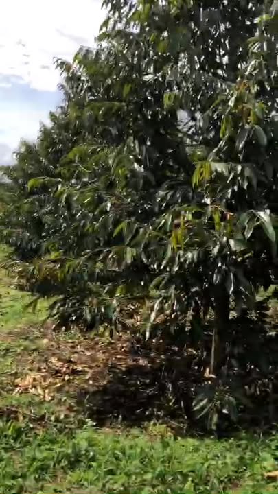 Farm 1,2ha tại Krông Búk, Đắk Lắk - Giá chỉ 6,6 tỷ - Đầu tư sinh lời!