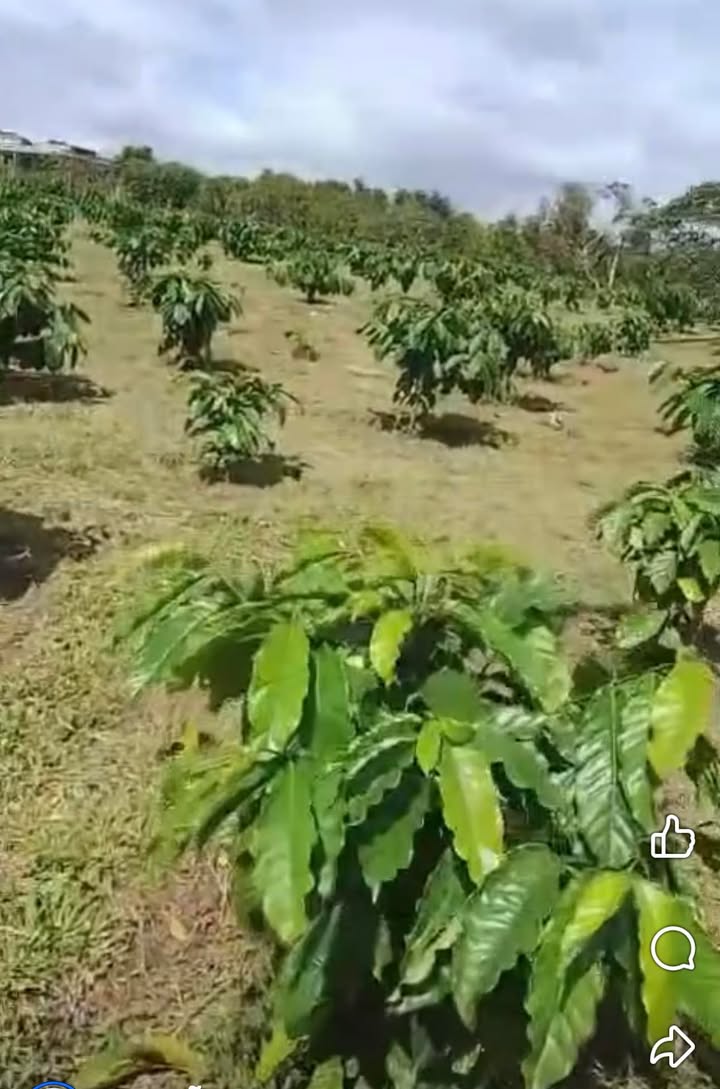 Đất nền Phú Xuân 1ha3 giá 2,2 tỷ - Đầu tư sinh lời hấp dẫn!