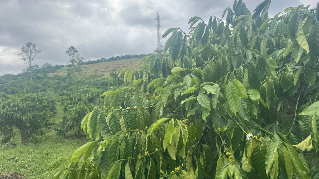 Đất nông nghiệp Đắk Sôr 8.000m² giá 2.2 tỷ - Cơ hội đầu tư sinh lời!