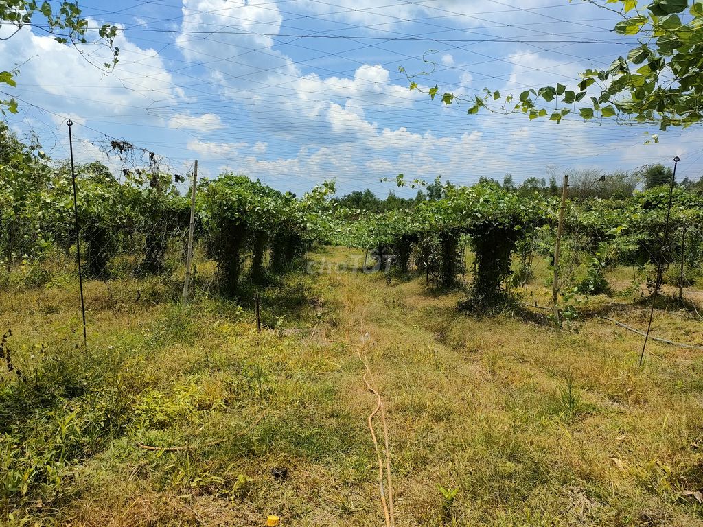 Bán đất vườn Túc Trưng, Định Quán 1005m² chỉ 450 triệu - Pháp lý đầy đủ, sổ riêng