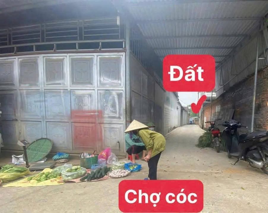 Đất thổ cư 116.3m² tại Phú Cát, Quốc Oai - Giá 2 tỷ, ô tô đỗ cửa!
