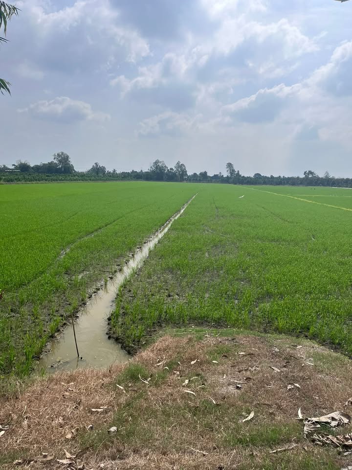 Đất ruộng 15 công tại Phú Điền, Tân Phước - Giá 6.075 tỷ, chính chủ bán gấp!