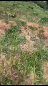 Đất nền 2,5 sào tại Nam Xuân, Lâm Đồng giá 540 triệu - Đầu tư sinh lời ngay!