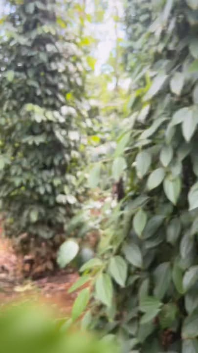 Đất nền thổ cư 9 sào tại thôn 5, xã Trúc Sơn - Giá chỉ 1.45 tỷ, sổ đỏ chính chủ!