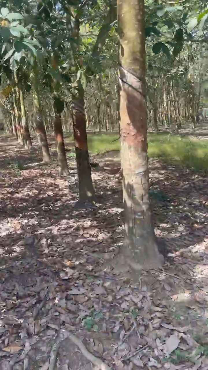 Đất nền 850m² mặt tiền đường nhựa Tiến Hưng, Đồng Xoài - Giá chỉ 2 tỷ!