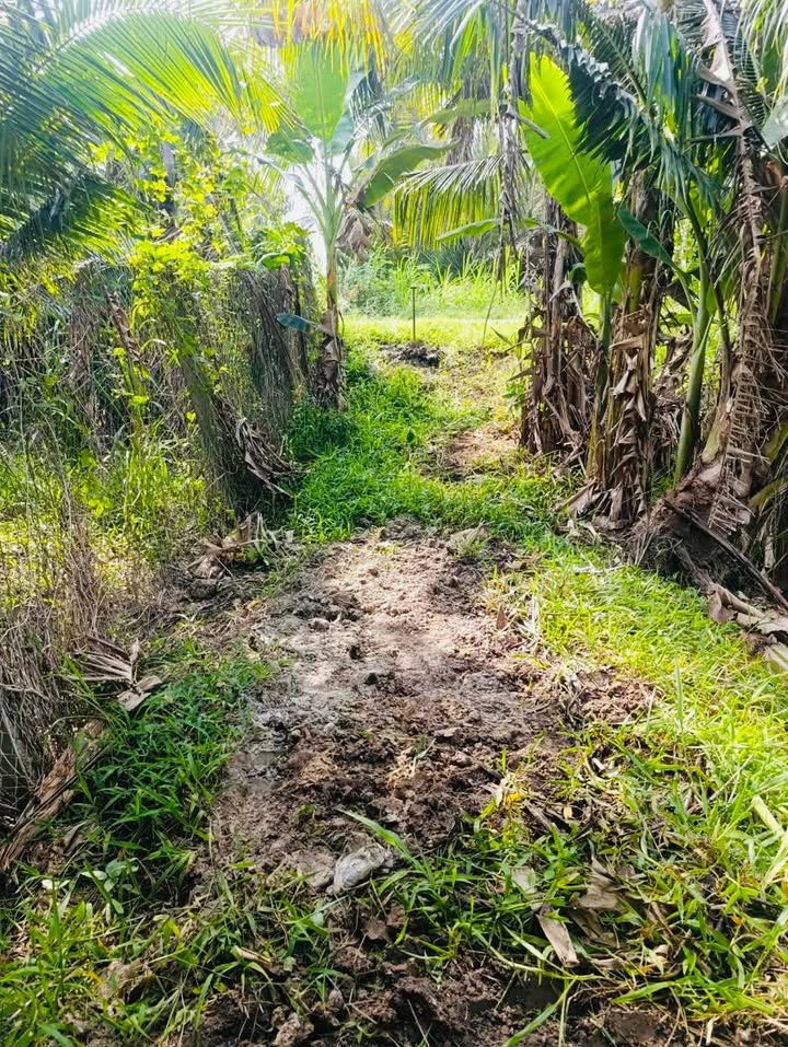 Đất lúa nước 4080m² tại Trung Thành, Vũng Liêm - Giá 265.68 triệu - Cơ hội đầu tư hấp dẫn!