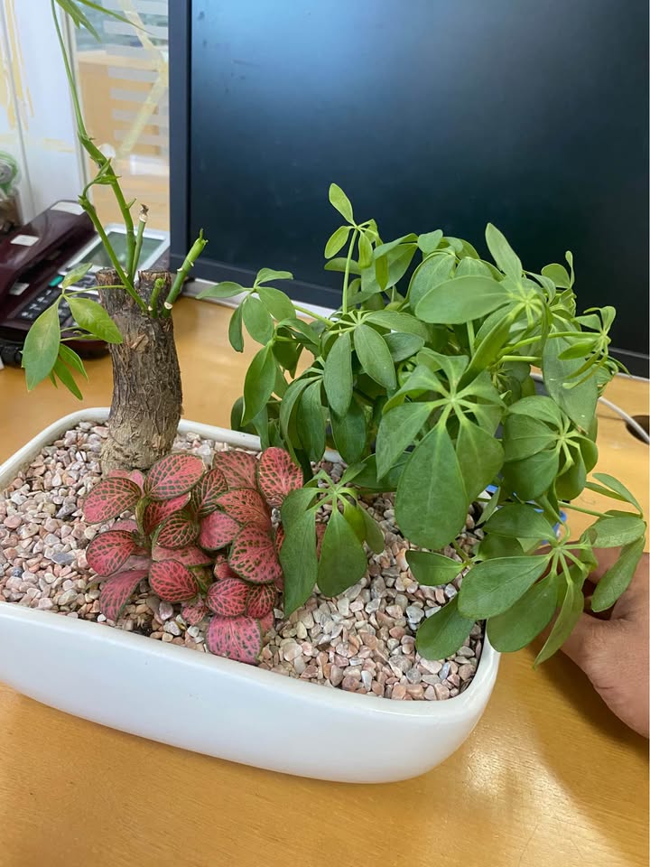 Đất thổ cư 600m² tại Hàm Chính - Giá chỉ 620 triệu, thương lượng ngay!