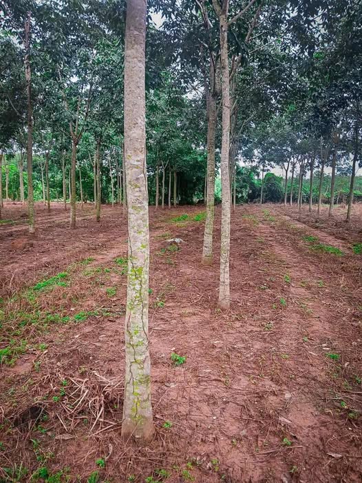 Đất Farm 14.000m² tại Minh Đức, Hớn Quản - Giá chỉ 2 tỷ, Sẵn sàng đầu tư!