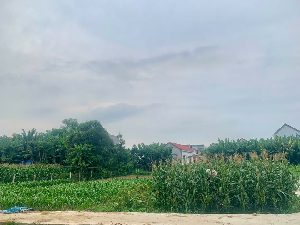 Đất nền Tịnh Hà 143m² giá 650 triệu - Đầu tư sinh lời ngay trung tâm!