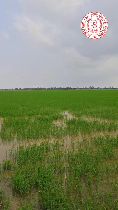 Đất nền ấp Hòa Ninh, xã Thạnh Lộc, 6658m² - Tiềm năng phát triển lớn!