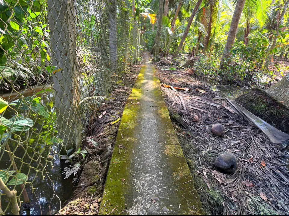 Nhà vườn 1065m² hướng Nam tại Bình Trưng, giá 450 triệu - Cơ hội đầu tư tuyệt vời!