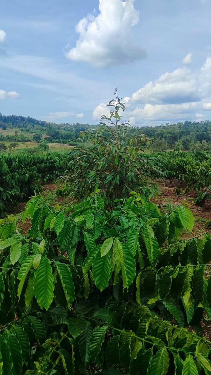 Farm Ea Tul, Cư M'gar, Đắk Lắk - 1,1ha cà phê xen sầu riêng - Giá chỉ 3,96 tỷ!